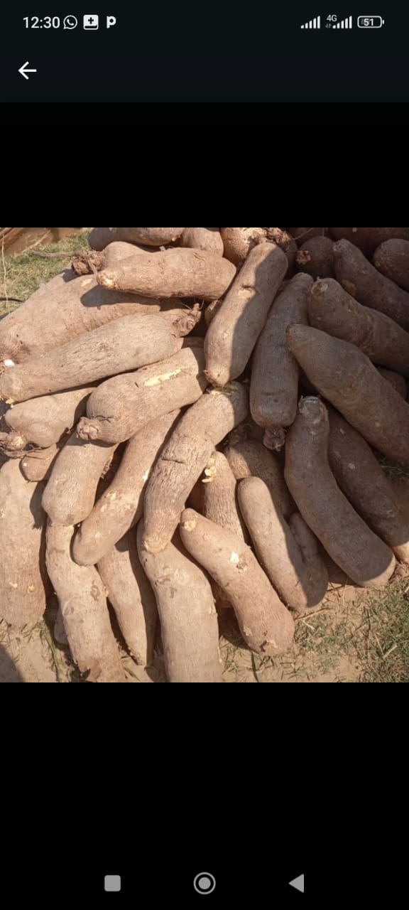 Yam Flour (Poundo / Elubo)
